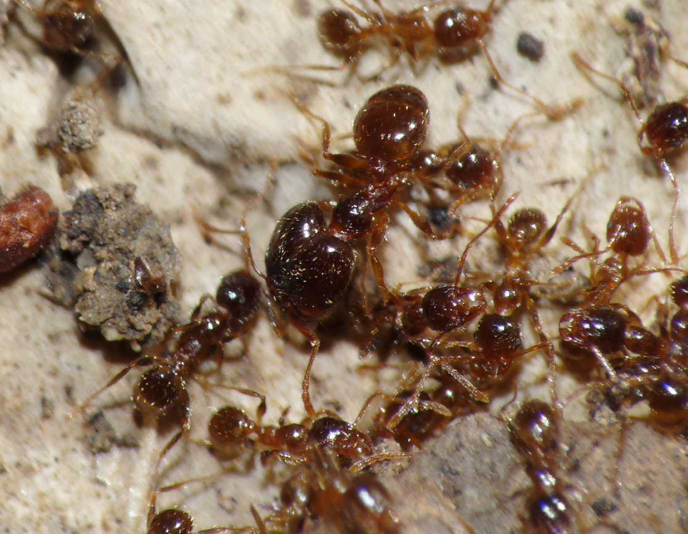 Pheidole sp. di colore scuro